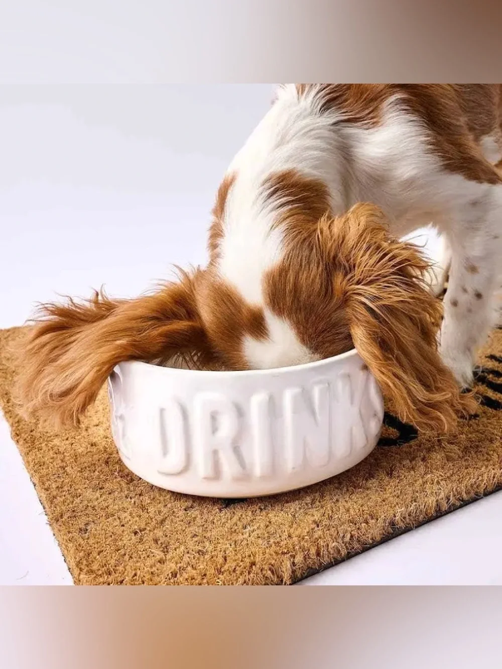 NWT Mud Pie Dinner & Drinks Cermamic Dog Bowl Set
